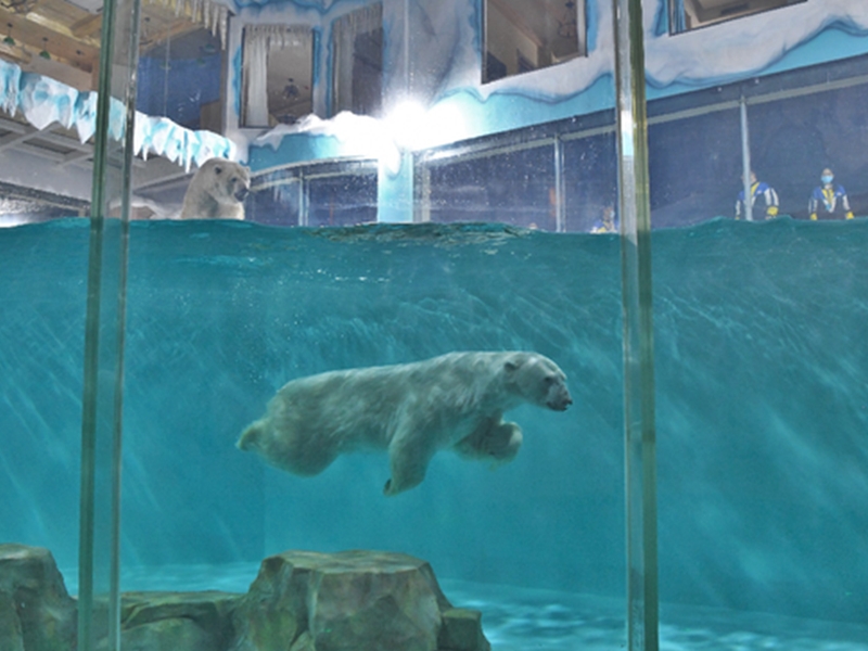 有保護動物團體指,北極熊不應被困動物園或水族館中。網圖