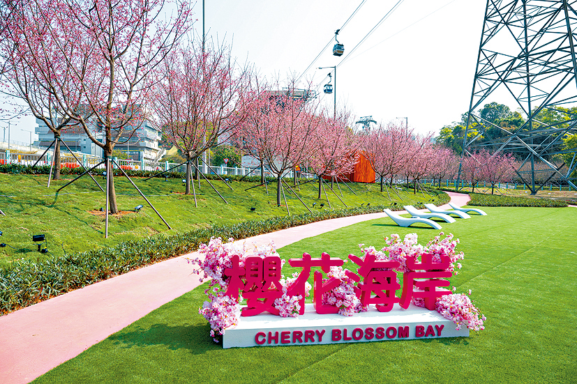 機管局擴大櫻花園範圍，打造「櫻花海岸」，讓市民享受更大的賞花空間。