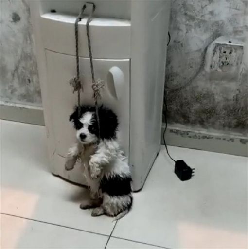 小狗被吊半空勒颈。网上图片