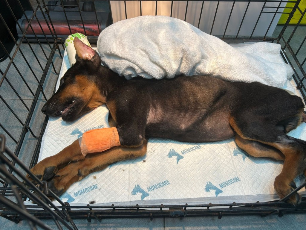 幼犬最終因腸炎回天乏術。香港動物報提供 幼犬最終因腸炎回天乏術。香港動物報提供
