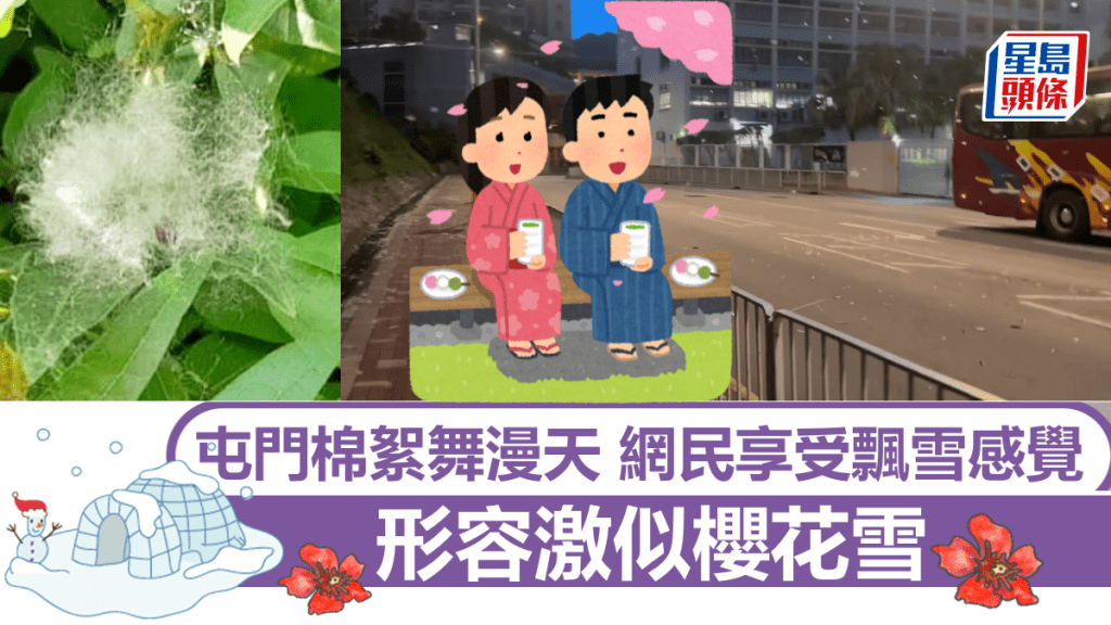 屯門棉絮舞漫天 網民享受飄雪感覺 形容激似櫻花雪