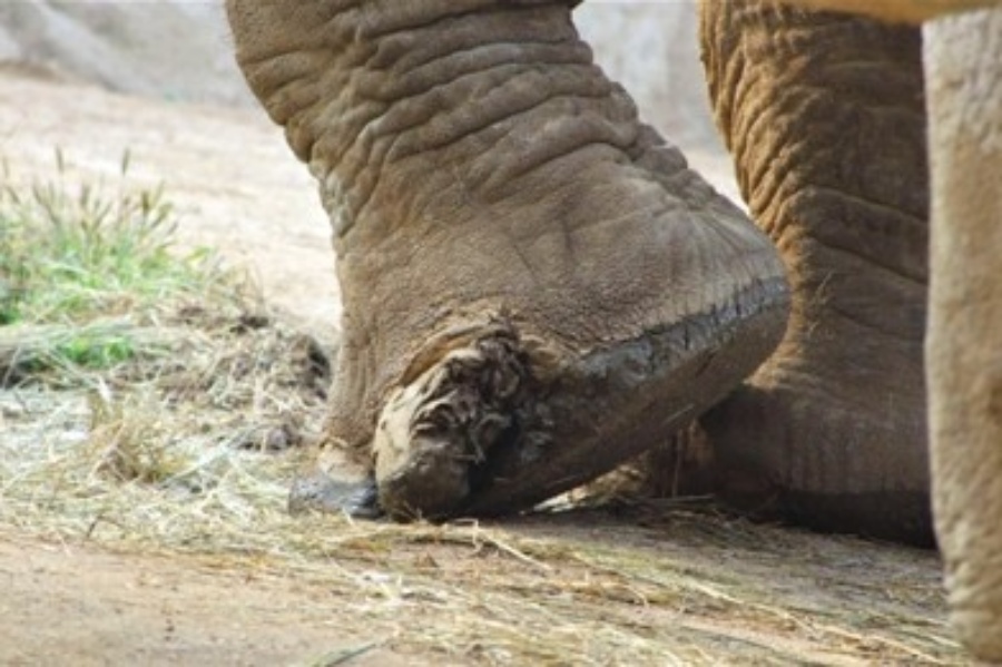 有爱象人士影到欣欣脚趾因感染溃烂及开裂。