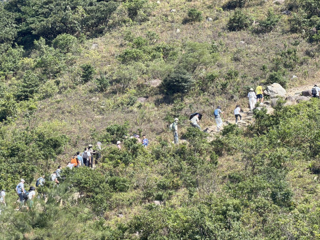 大批內地客趁芒草季上山賞芒。 大批內地客趁芒草季上山賞芒。