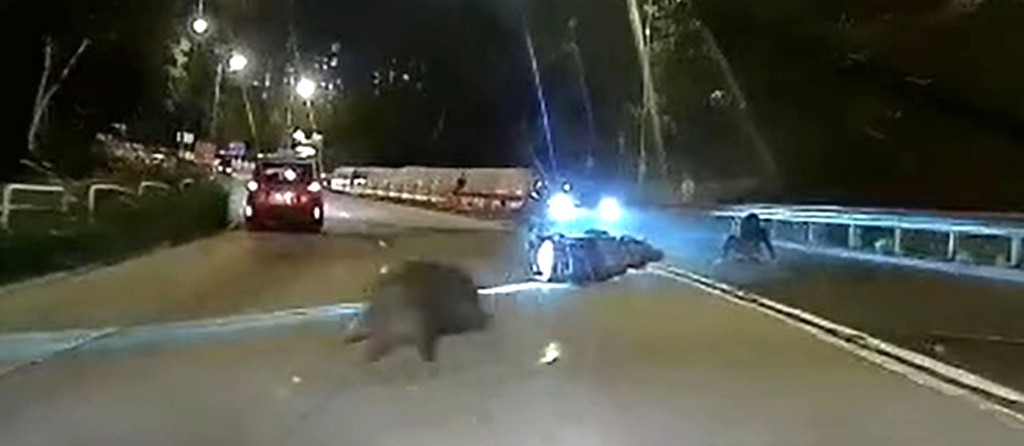 上周六將軍澳寶琳北路亦發生野豬撞電單車事件。網上圖片