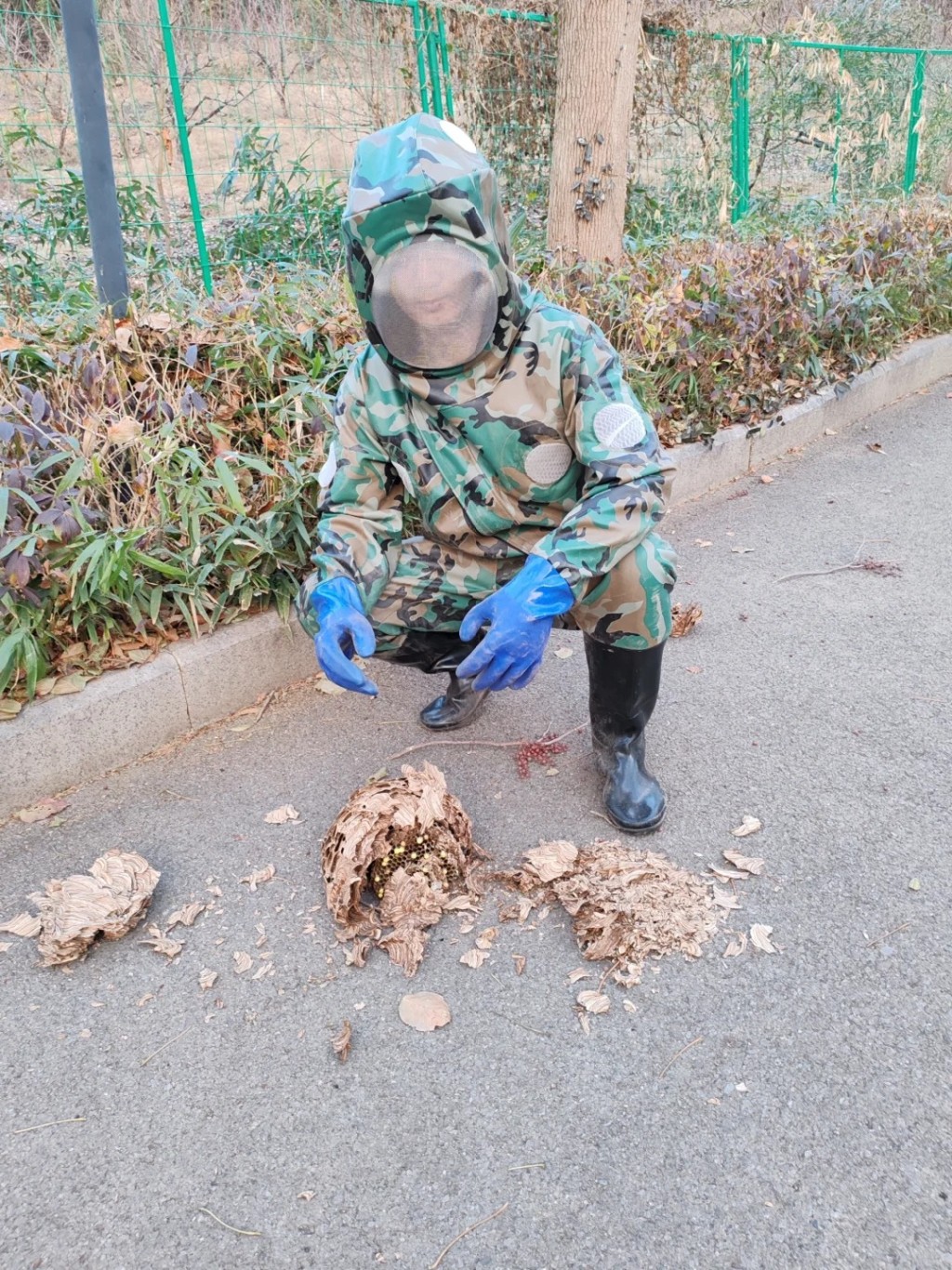 處理虎頭蜂蜂巢必須做好防護。小紅書