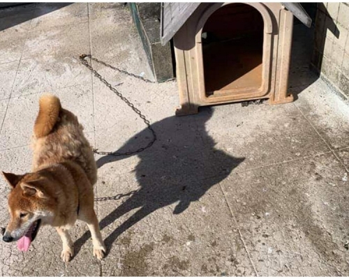 柴犬35度被綁在頂樓。網圖