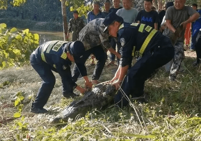 警員處置被擊斃鱷魚。