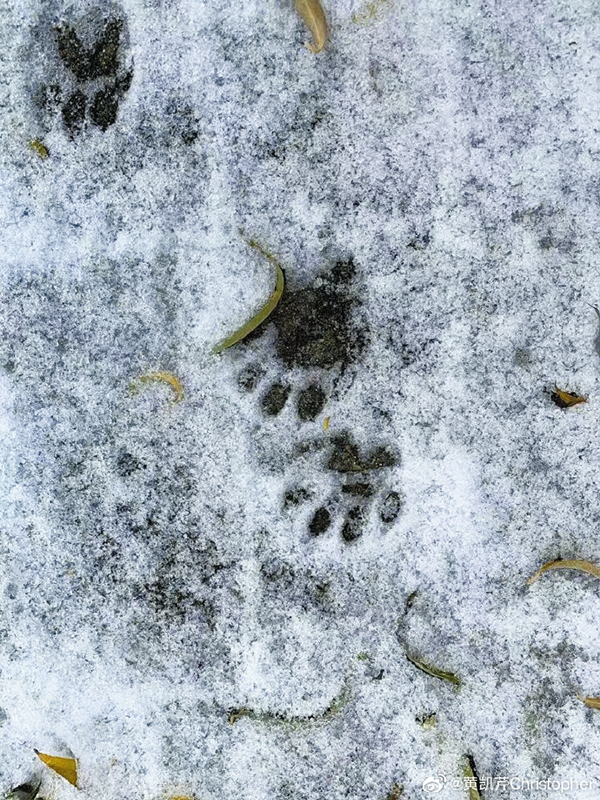 自言独居于深山，黄凯芹于加拿大的住处，邻居为野生动物如浣熊、黑熊、鹿等，其后园也随时可见它们的足迹。