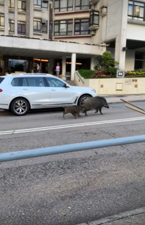 跟隨的其中一隻小豬卻因窒步而墮後，接著連跑帶跳的追趕上。網上截圖