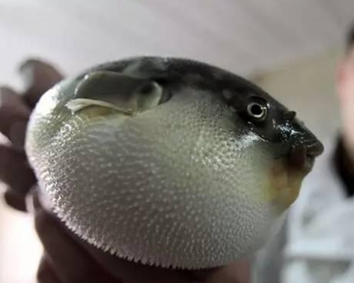 河豚含致命劇毒。網圖