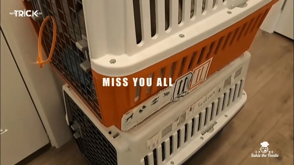 鄧健泓仍保留當時帶愛犬到加拿大的寵物箱。