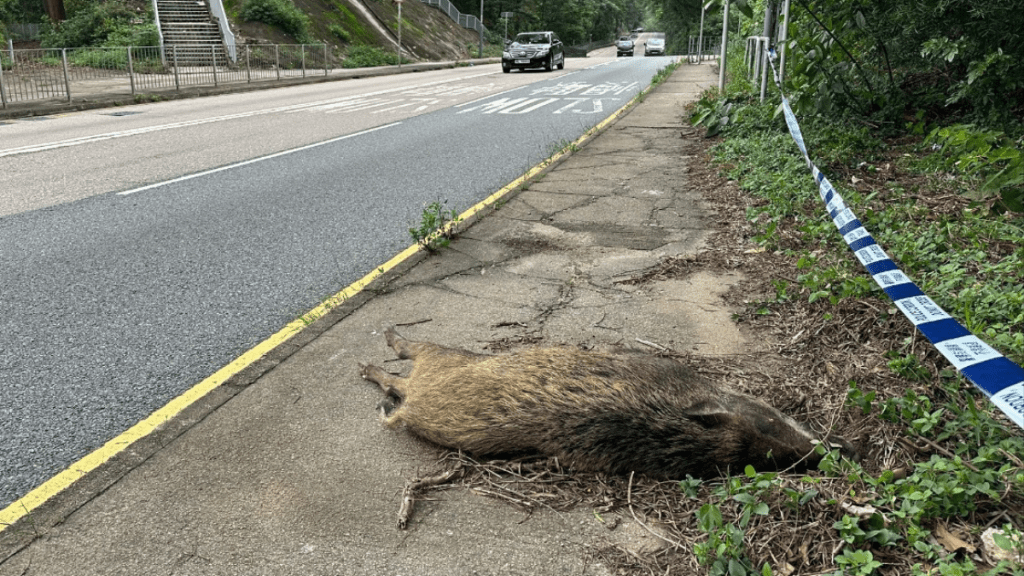 野豬伏屍路邊。