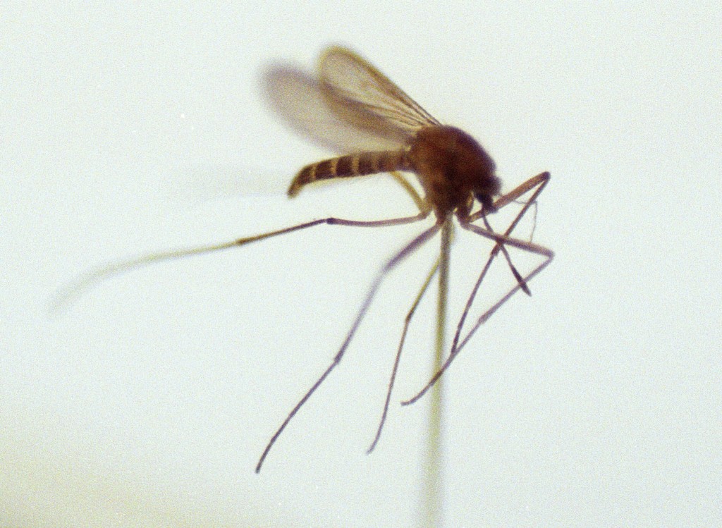 日本腦炎除了由三帶喙庫蚊傳播，在香港曾出現一宗透過輸血感染的個案，馮卓文表示情況非常罕見。