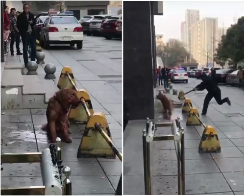 金毛犬被民警用木棍虐杀。网图