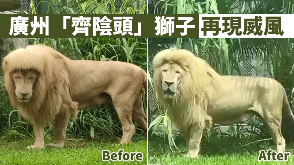 上海一頭留有「齊陰頭」的獅子再現威風。微博網圖
