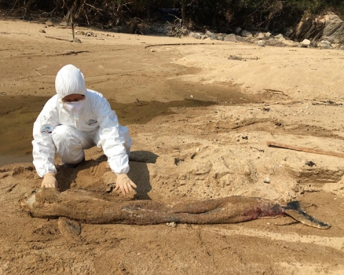 西貢蚺蛇灣發現一條擱淺江豚骸骨,死因未能確定。