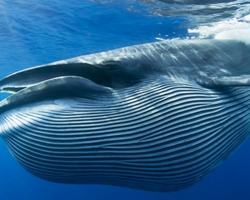 深圳大鵬海域出現布氏鯨。示意圖  