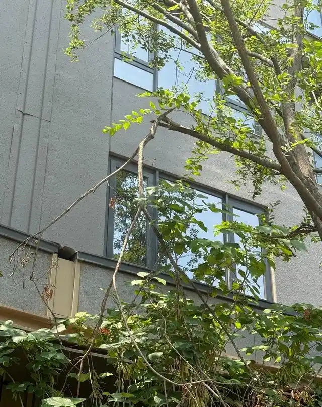 4米高樹木起了緩衝作用。