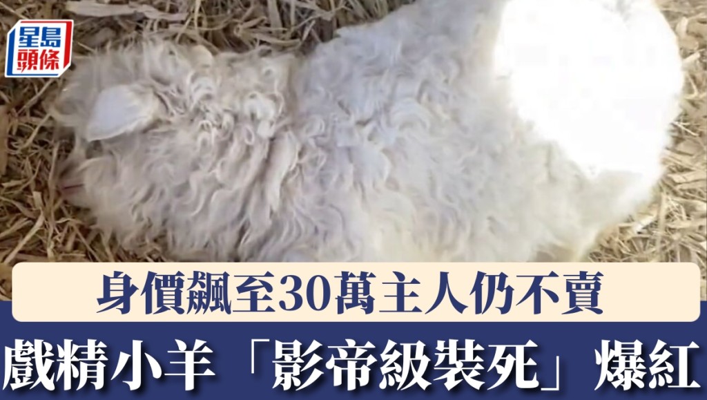 戲精小羊靠「影帝級裝死」爆紅，身價飆至30萬主人仍不賣。