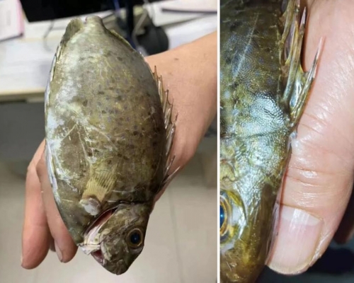 泥鯭魚鰭扎進手指女子舉魚求診。網圖