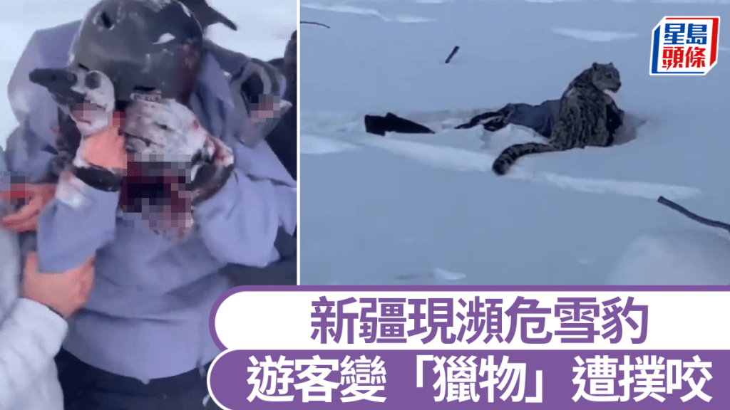 新疆發生雪豹襲擊人類事件。微博@葉安逸