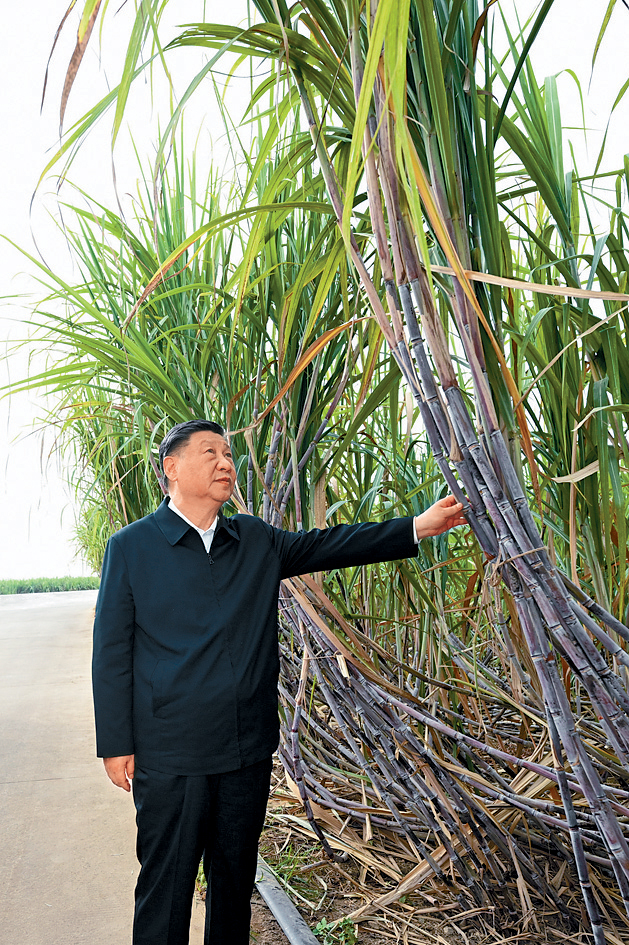 習近平在廣西來賓市甘蔗基地考察。