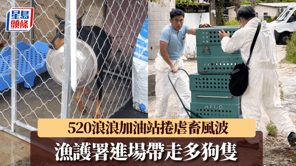 520浪浪加油站｜八鄉狗場多隻狗異常消瘦 漁護署進場調查帶走 愛協籲規管收容所