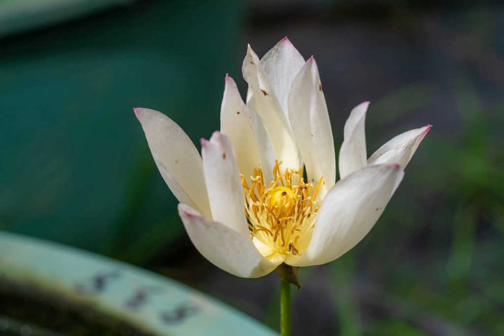 今屆荷花節的主題荷花「神州美‧澳」。