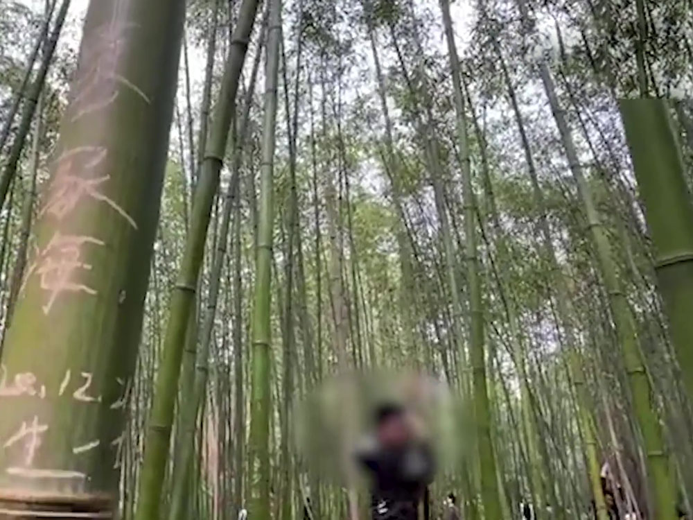 逾百遊客在竹子上刻字。