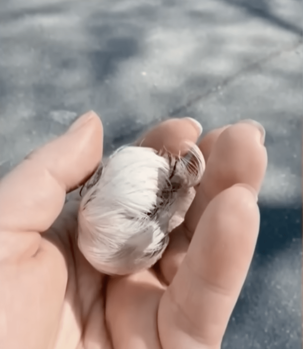 乌鸦送给莉亚的礼物包括大树枝、精致的苔藓球到小鸟巢都有，令人大开眼界。