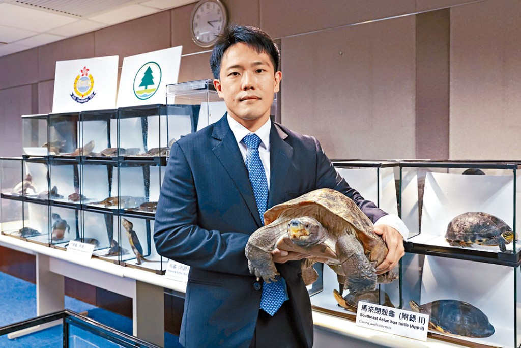 漁護署瀕危物種保護主任(行動)劉特銓展示檢獲的亞洲巨龜。