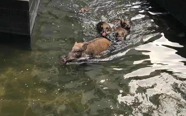 野豬一家五口中銀總行花園水池暢泳。 古天后炒股日記fb圖