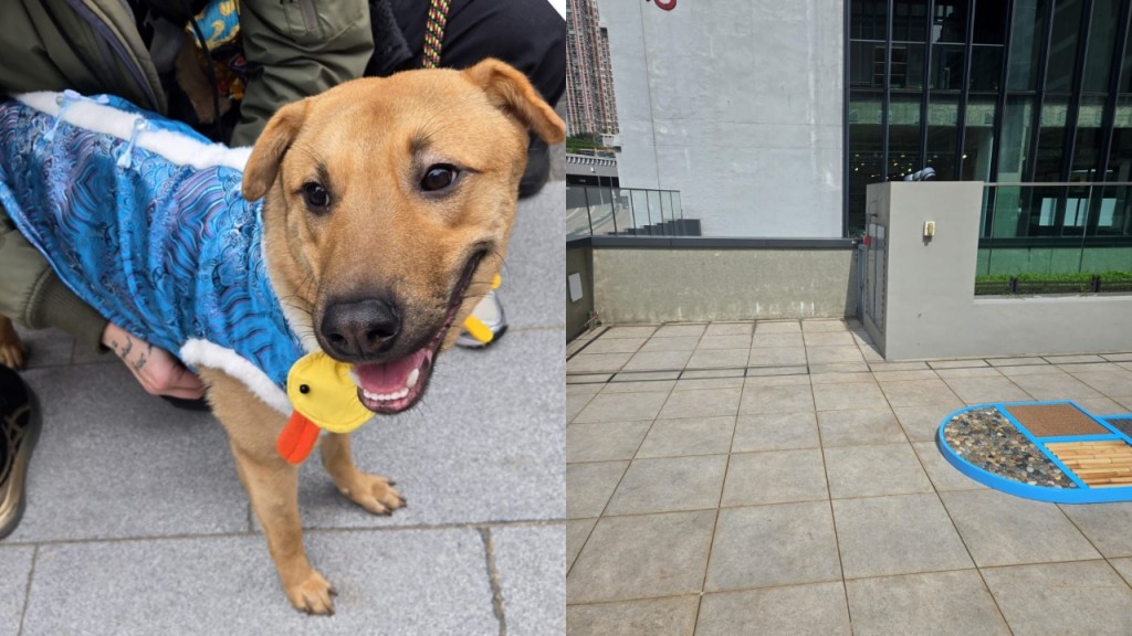 南豐紗廠唐狗躍過欄杆 墮樓重創不治