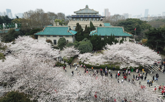 武汉大学的樱花吸引不少游客入内参观。