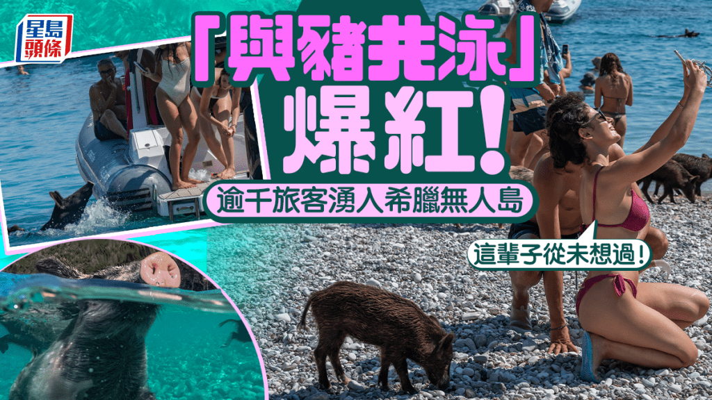 希腊无人岛「与猪共泳」爆红 旅客涌至：这辈子从未想过