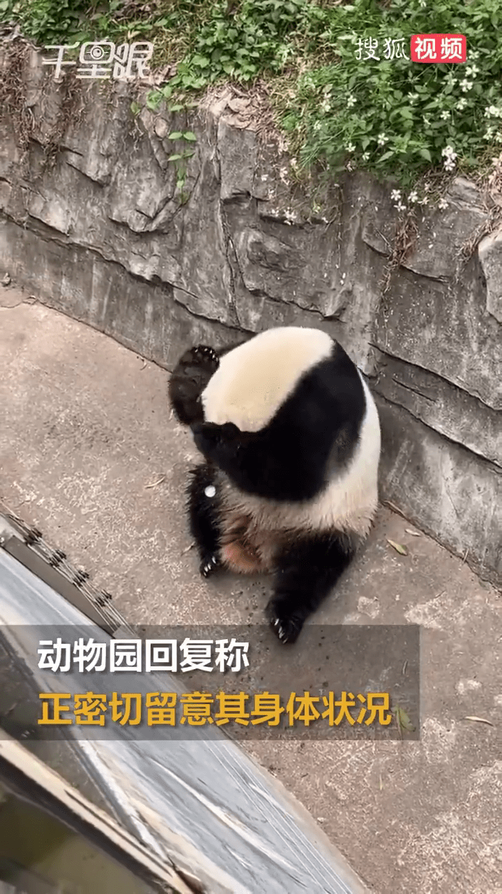 大熊猫雅一居然用饮料洗头。