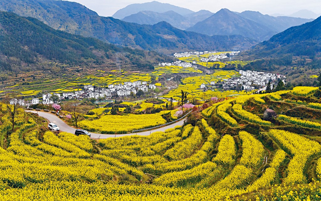 婺源一帶的油菜花田與徽式房子構成獨特美景。