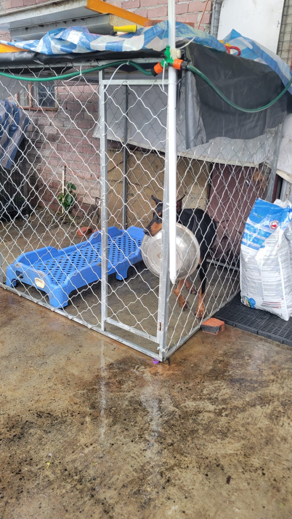 多隻狗被困在鐵籠內。動物福利關注聯盟召集人劉鎮海提供