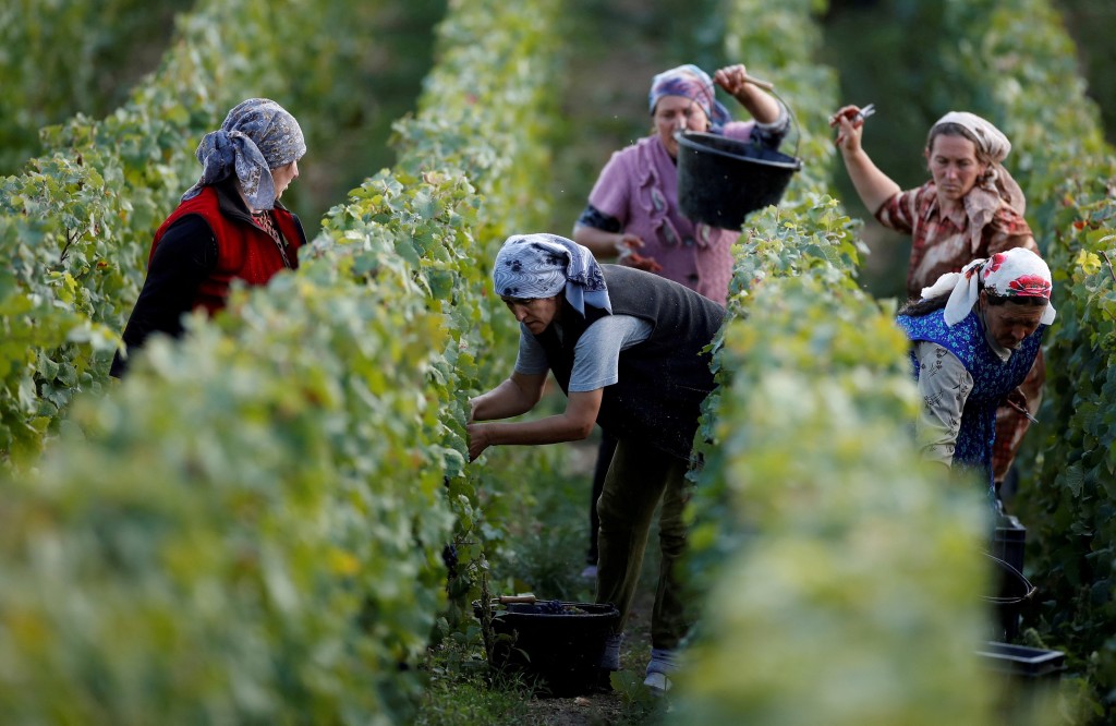 法國皮耶爾里一個酒莊的工人在傳統的香檳酒收穫期間採集葡萄。 路透社
