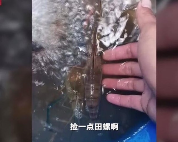 村民由最初摸田螺發展至搶蝦走。網圖
