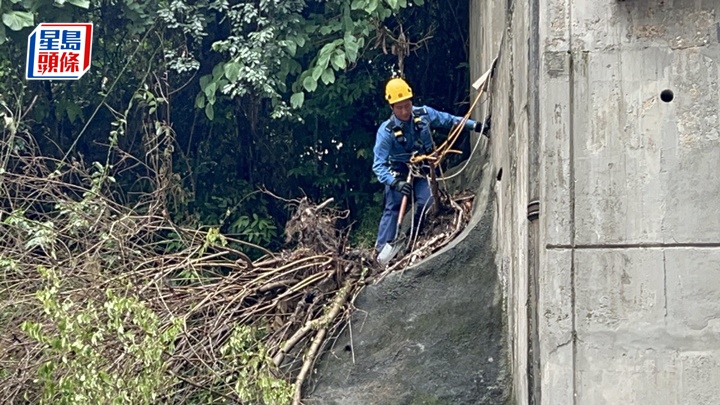 消防到場移走塌樹。楊偉亨攝