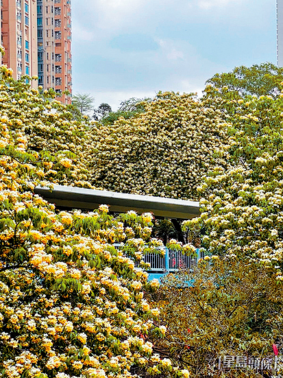 大角咀嘅櫻桃街行人天橋
