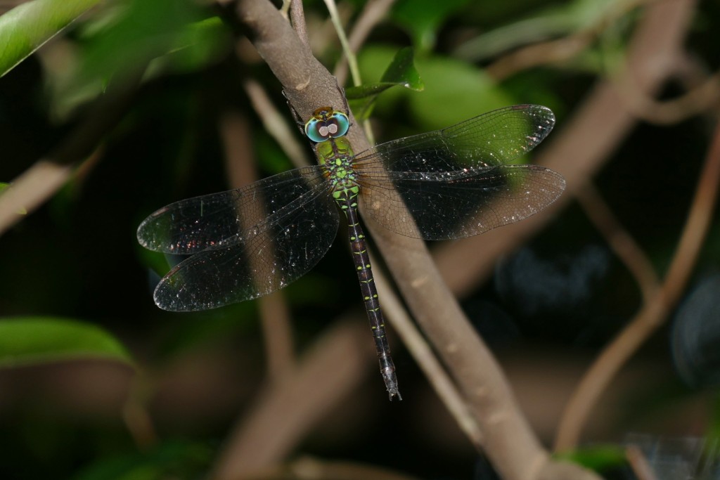 日本长尾蜓。 绿色力量图片