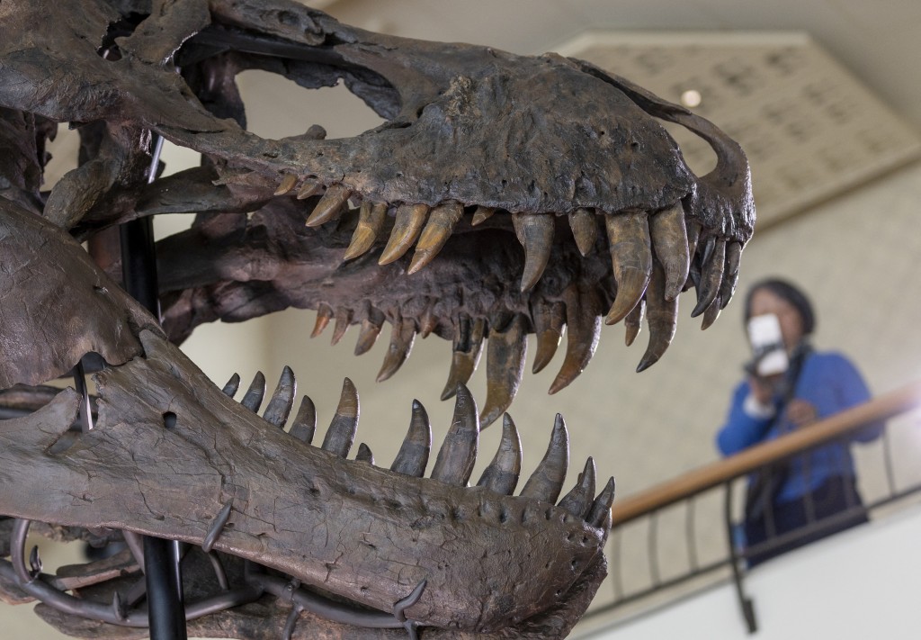 這副暴龍化石有6700萬年歷史，也是全球拍賣的第3副暴龍化石。路透