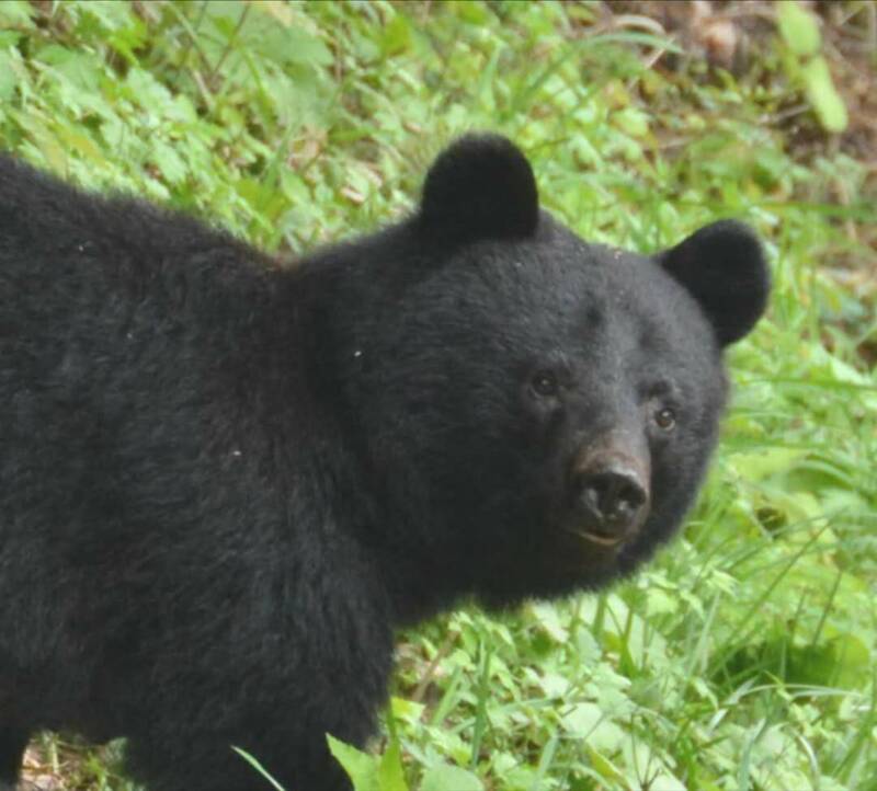 日本今年熊襲事件頻傳，位於東北地區的秋田縣是重災區之一。@kentasuzuki105 IG