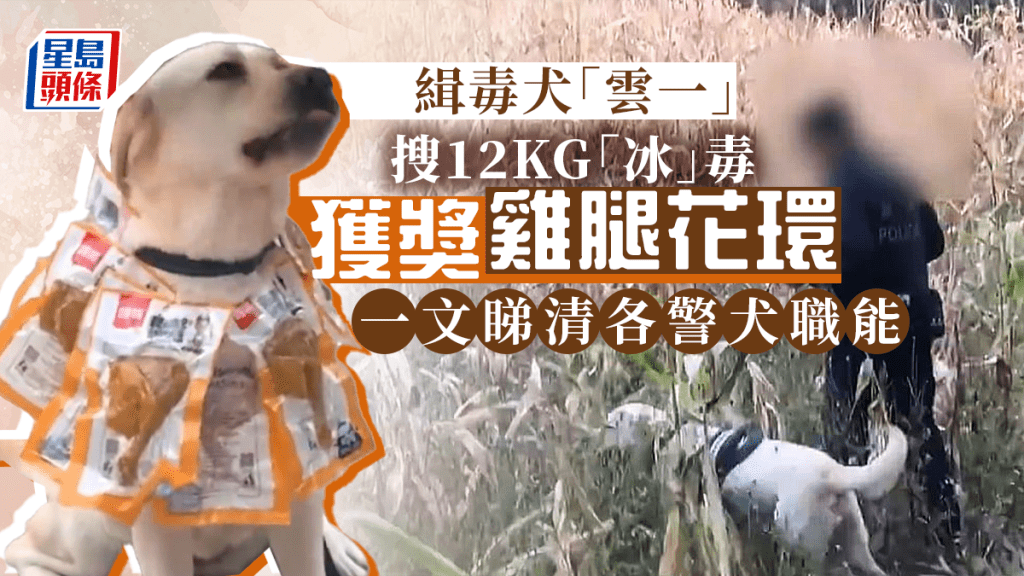 警犬「雲一」搜出逾12公斤毒「立功」獲獎「雞腿花環」。 網圖