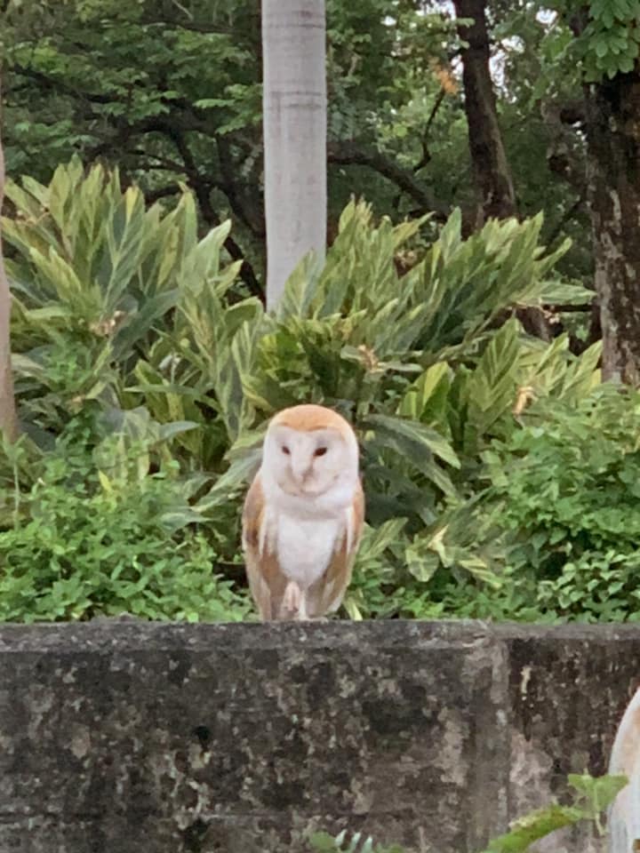 一隻走失的貓頭鷹在香港濕地公園對開被發現。（圖片來源：失蹤鳥 Lost Birds (香港網上雀街)）