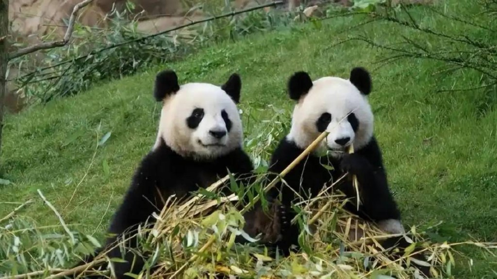 新一對中國大熊貓於2027年落戶法國。 資料圖