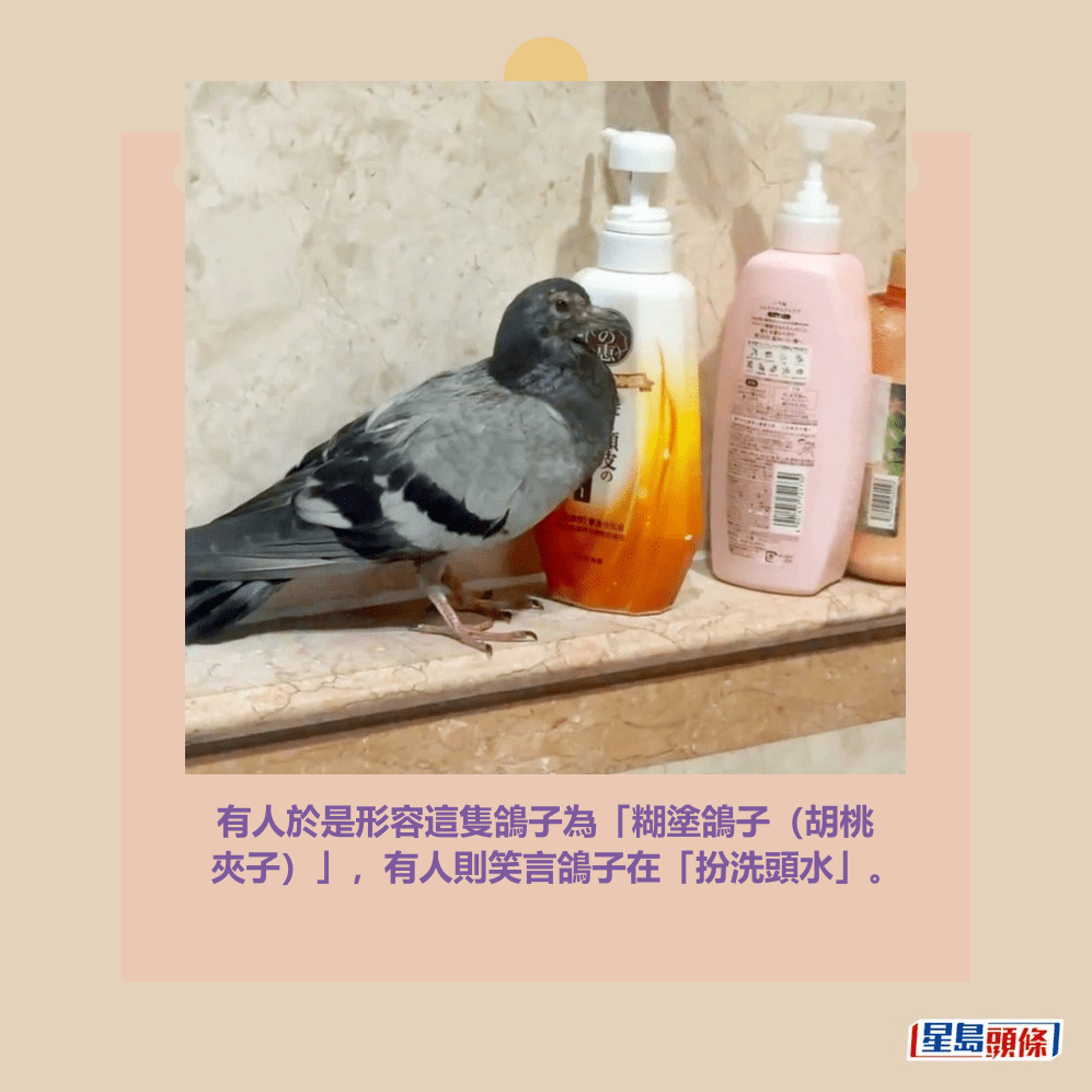有人於是形容這隻鴿子為「糊塗鴿子(胡桃 夾子)」,有人則笑言鴿子在「扮洗頭水」。Threads截圖 有人於是形容這隻鴿子為「糊塗鴿子(胡桃 夾子)」,有人則笑言鴿子在「扮洗頭水」。Threads截圖