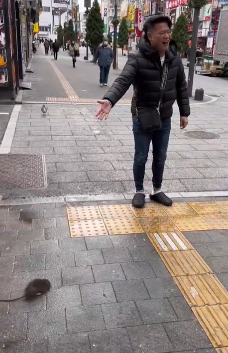 歌舞伎町的鼠患问题早已有之，但今次影片拍到一次过出现30只，难免令网民大感震惊。